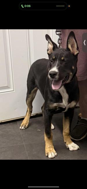 Dakota, Australian Kelpie, adult, available for adoption