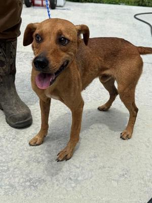 Billy, Jack Russell Terrier, young, available for adoption