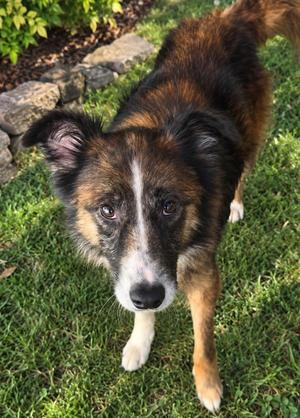 Rick, Australian Shepherd, adult, available for adoption