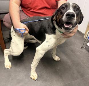 Daisy, Coonhound, young, available for adoption