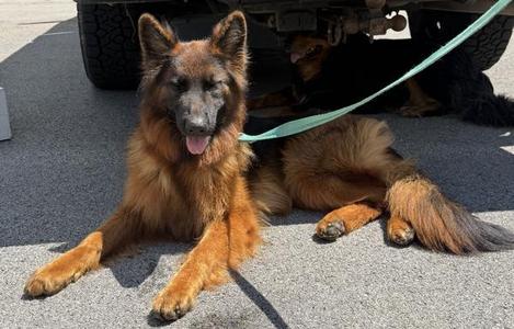 Aika, German Shepherd Dog, young, available for adoption