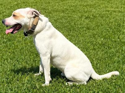 Benny, Pit Bull Terrier, adult, available for adoption