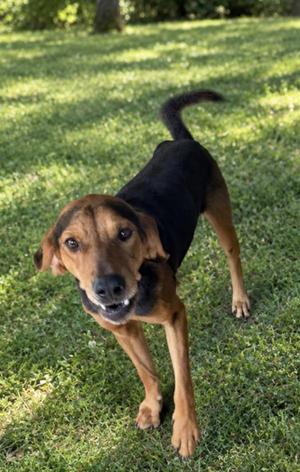 A black and brown dog standing on a grassy lawn, looking directly at the camera with its mouth slightly open.