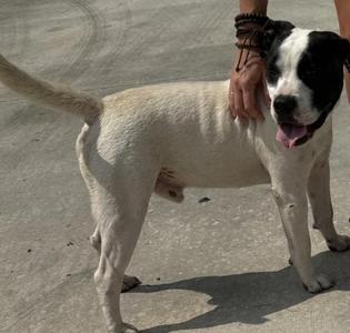 A white dog with black markings on its face and ears, standing on a concrete surface. A person's hand is gently resting on the dog's back. The dog appears to be panting with its tongue out, and the scene is illuminated by sunlight.