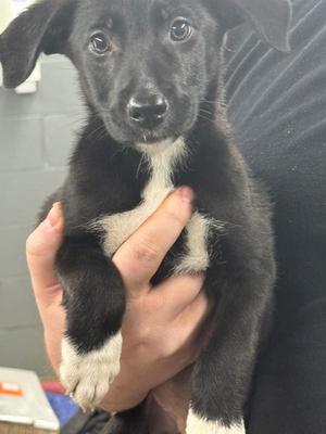 Bell, Black Labrador Retriever, puppy, available for adoption