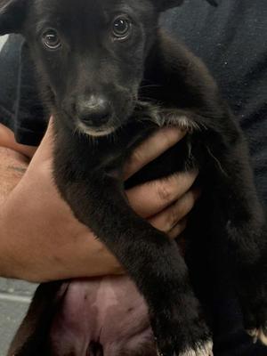 Rye, Black Labrador Retriever, puppy, available for adoption