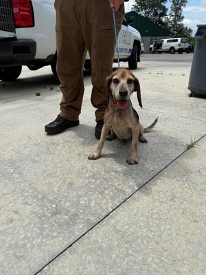 Bud, Beagle, adult, available for adoption