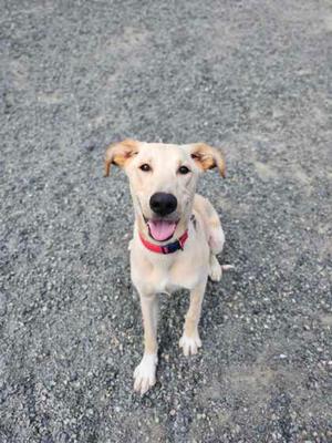 Chance, Labrador Retriever Mix, young, available for adoption