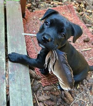 Winnie, Mixed Breed, puppy, available for adoption