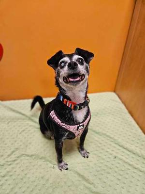 Jackson, Chihuahua - Smooth Coated and Terrier, senior, available for adoption