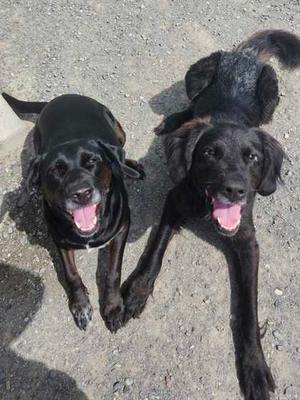 Lucia, Labrador Retriever Mix, adult, available for adoption