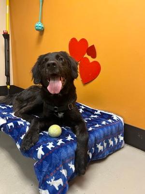 Zazie, Labrador Retriever Mix, adult, available for adoption