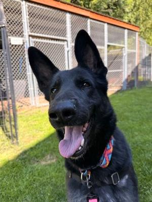 Bonnie, German Shepherd Dog Mix, adult, available for adoption