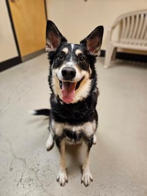 Luna-Lee, Mixed Breed, adult, available for adoption