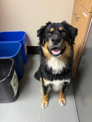 Ralf, Mixed Breed, adult, available for adoption