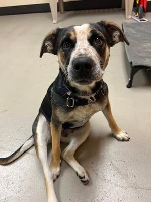Felicity, Mixed Breed, young, available for adoption
