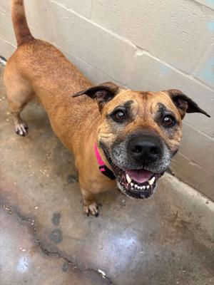 Harley, Mixed Breed, senior, available for adoption