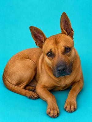Blaze, Mixed Breed, adult, available for adoption