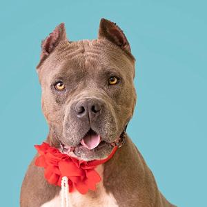 A brown dog with a red bow around its neck, set against a blue background.