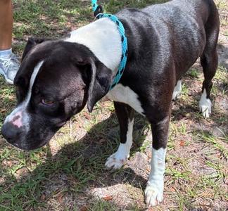 Bella, Boxer Mix, adult, available for adoption