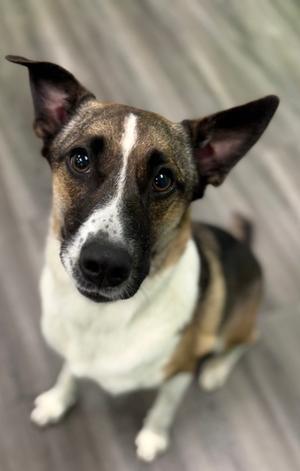 Charlie, Welsh Corgi - Cardigan Mix, adult, available for adoption