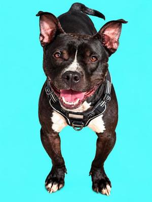 A black and white dog wearing a harness, standing on a blue background.