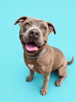 A happy-looking pit bull-type dog with floppy ears and its tongue out, sitting against a bright blue background.