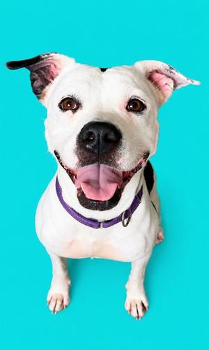 A white dog with black markings on its ears and nose, wearing a purple collar, sitting on a bright blue background.