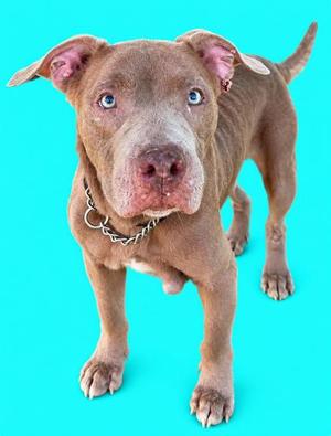 A brown dog with blue eyes standing on a bright blue background
