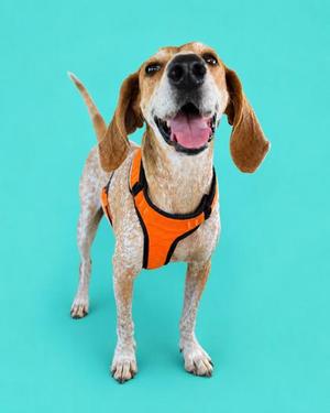 A happy dog wearing an orange harness, standing against a teal background.