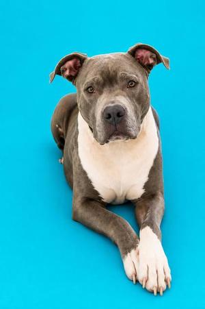 A gray and white pit bull dog lying on a blue background.