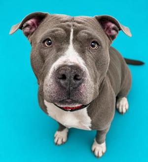 A grey pitbull dog with white markings on its chest and face, looking up at the camera against a bright blue background.