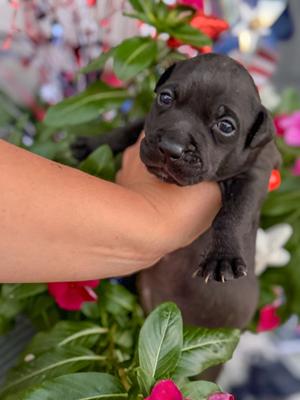 Tank FKA 25, Mixed Breed, puppy, available for adoption