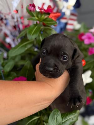 Turner FKA 26, Mixed Breed, puppy, available for adoption