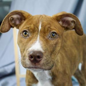 Junior, Mixed Breed, puppy, available for adoption