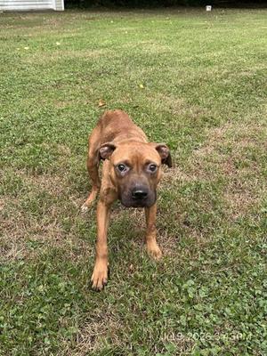A brown dog standing on a grassy lawn, looking directly at the camera.