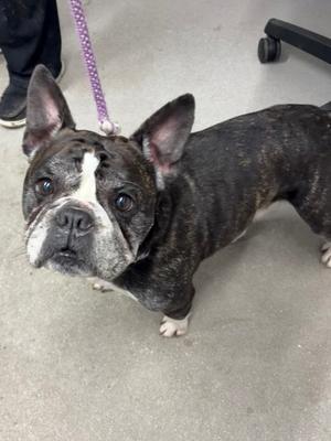 Hades, Mixed Breed, senior, available for adoption