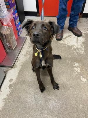 Romeo, Mixed Breed, young, available for adoption