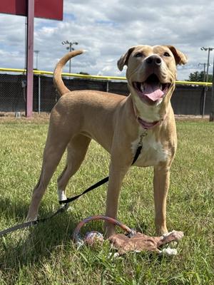 Nova, Mixed Breed, young, available for adoption