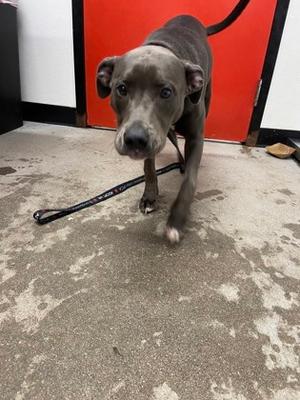 Coconut, Mixed Breed, young, available for adoption