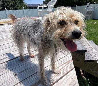 Dream, Maltese Mix, adult, available for adoption