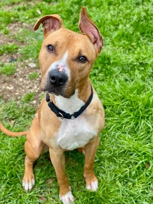 Simba FKA Oscar, Mixed Breed, adult, available for adoption