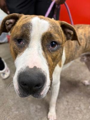 Peter Parker, Mixed Breed, young, available for adoption