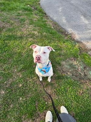 Juice Box, Mixed Breed, adult, available for adoption