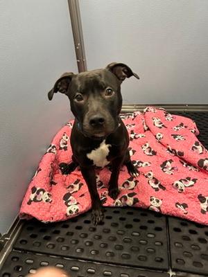 King, Mixed Breed, young, available for adoption