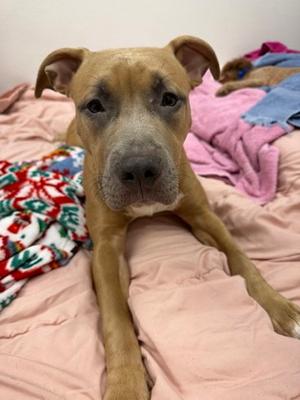 Cinnamon, Mixed Breed, young, available for adoption