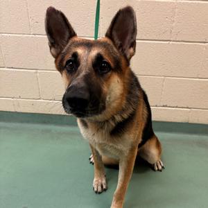 Baloney, adult, available for adoption