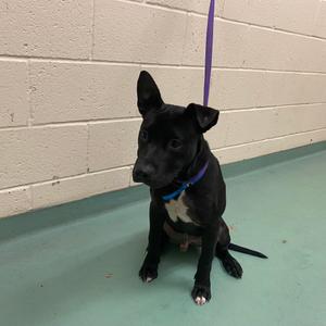 Atlas, Mixed Breed (Medium), adult, available for adoption