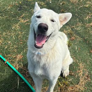Balt, Mixed Breed (Large), adult, available for adoption