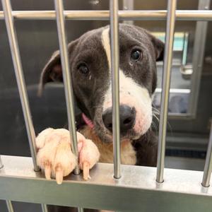 Bannadon, adult, available for adoption